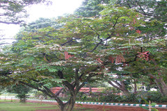 Amherstia nobilis